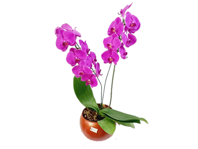 Orquídea 2 Hastes Vaso de Vidro – Colibri Flores – Floricultura em Guarulhos