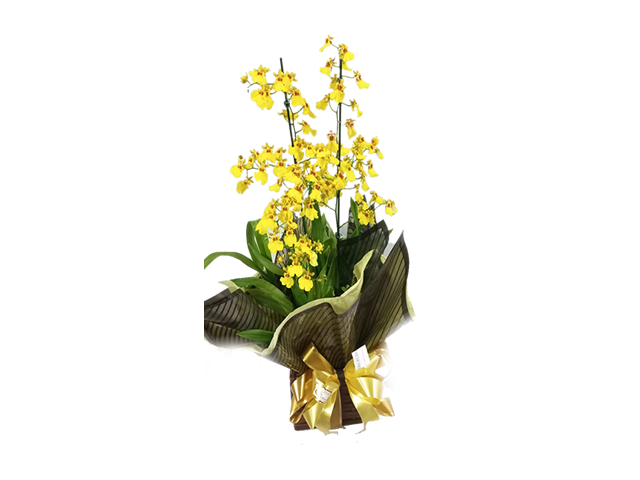 Orquídea Chuva de Ouro – Colibri Flores – Floricultura em Guarulhos
